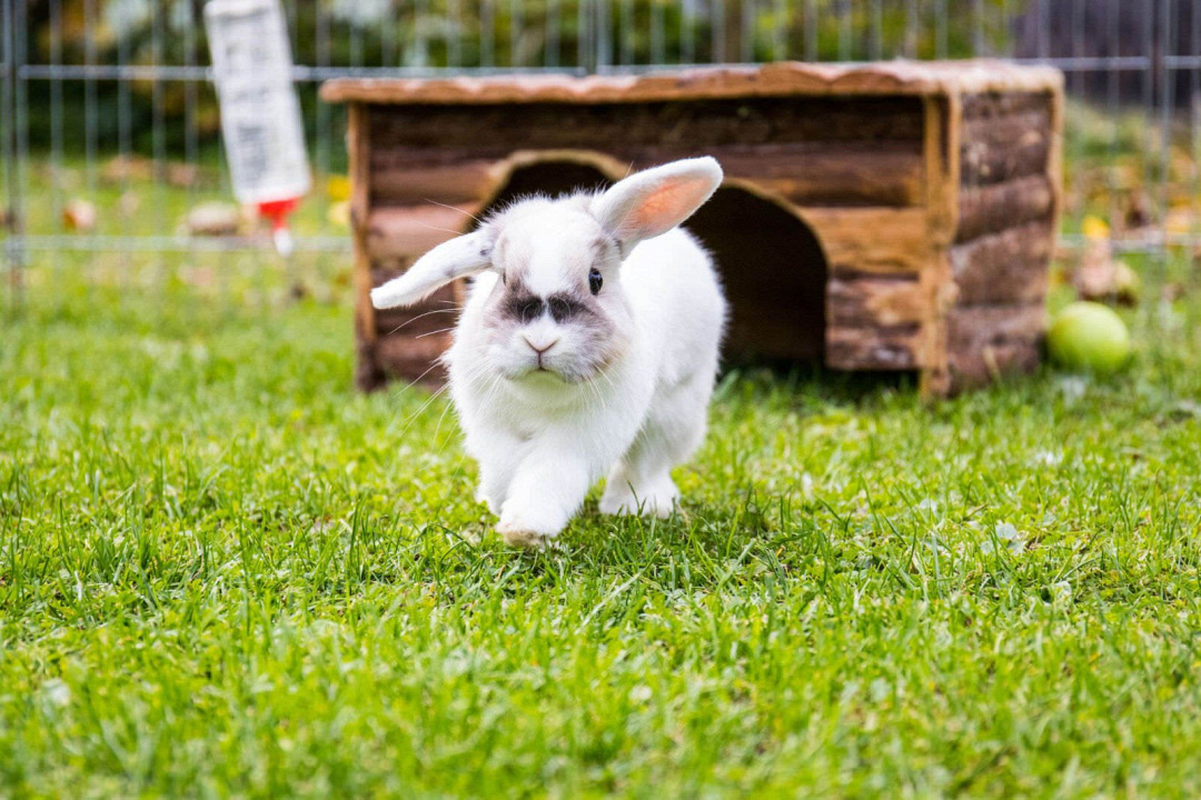Come costruire una relazione affettiva con il coniglio