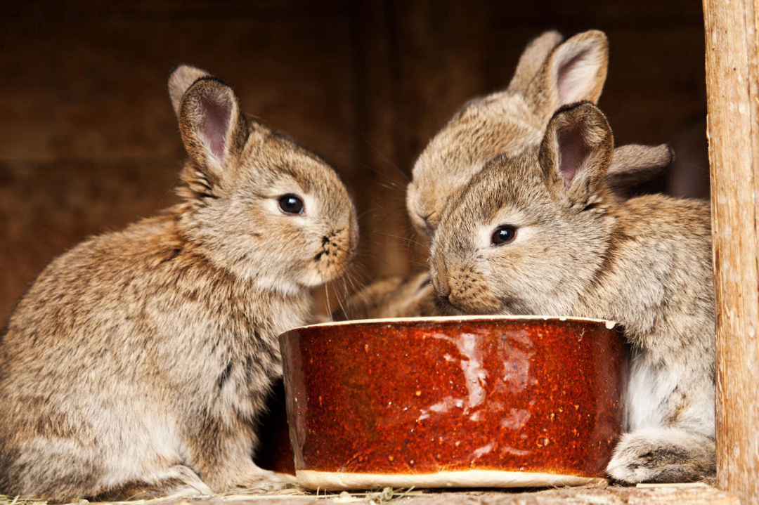 I conigli possono mangiare il mais?
