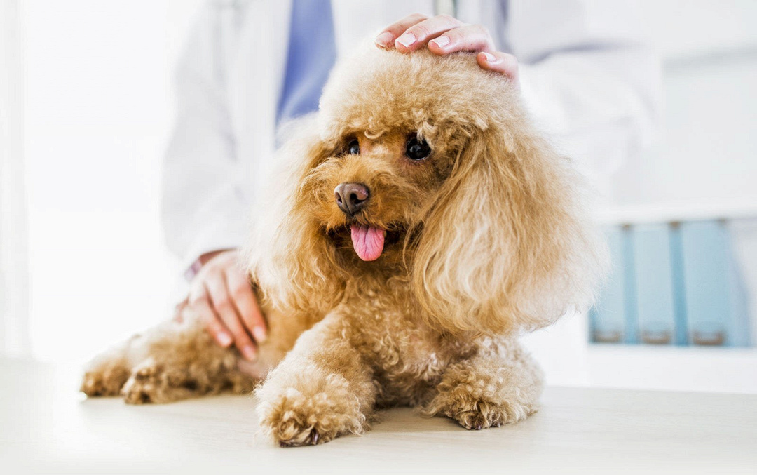 Forfora nel cane: Guida (veterinaria) alla risoluzione definitiva