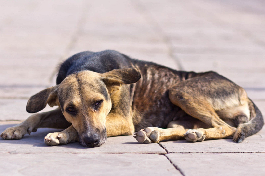 Anoressia dei cani: 13 ragioni per cui il tuo cane rifiuta il cibo