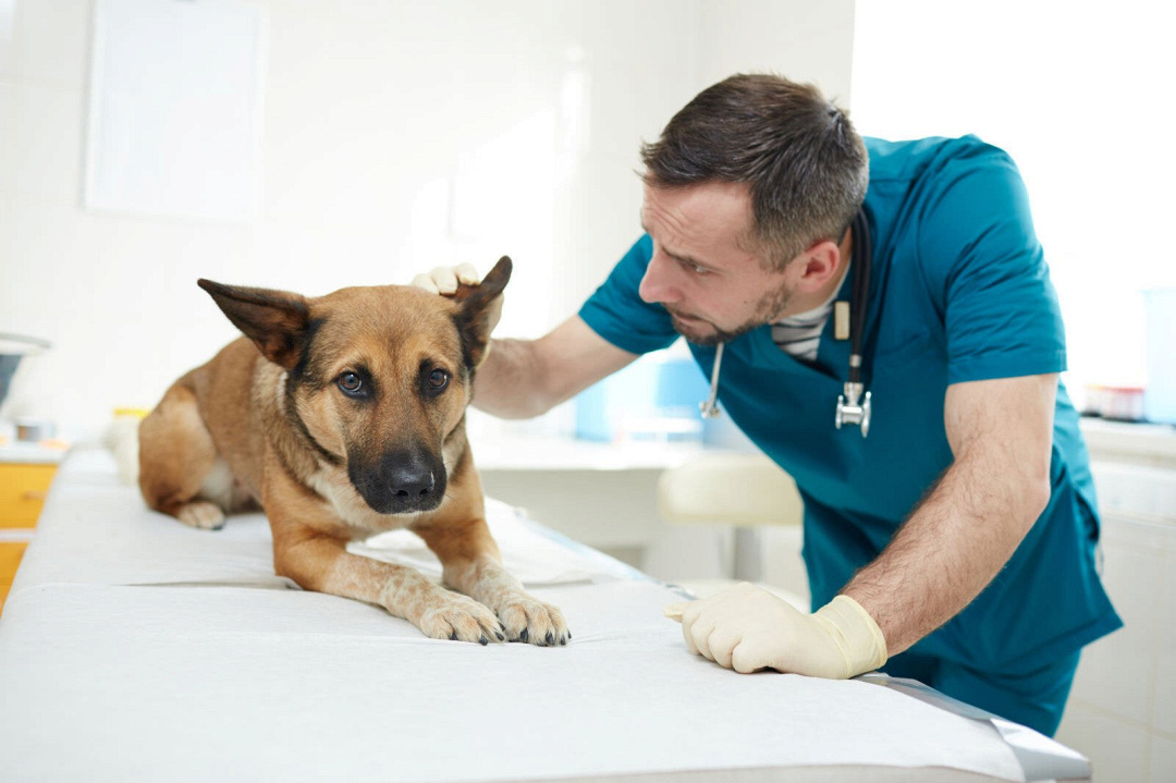 Cianosi (pelle bluastra) nei cani: sintomi e cure