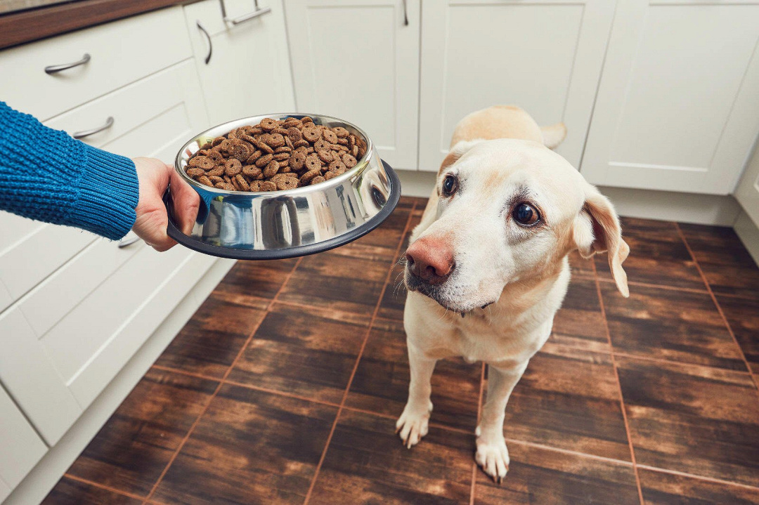 Selenite di sodio nel cibo per cani: nutriente essenziale o pericolosa tossina?
