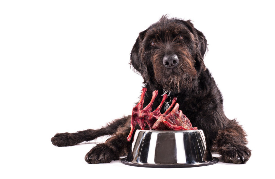 Microbioma intestinale del cane: la guida veterinaria completa