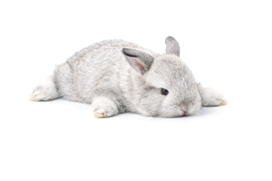 Come impedire al coniglio di urinare su tappeti, letti e divani