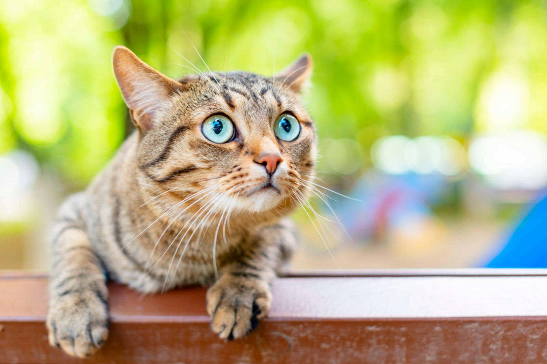 Gatti dagli occhi azzurri: razze e curiosità