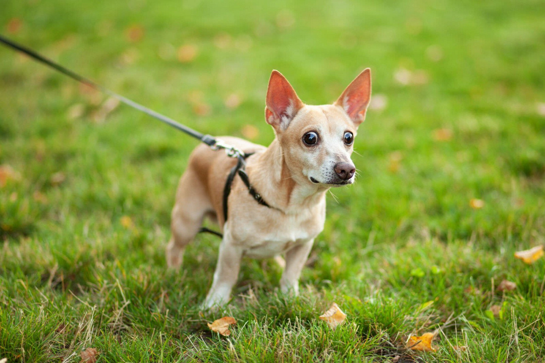 Cani con difficoltà nel camminare: 10 cause e come comportarsi