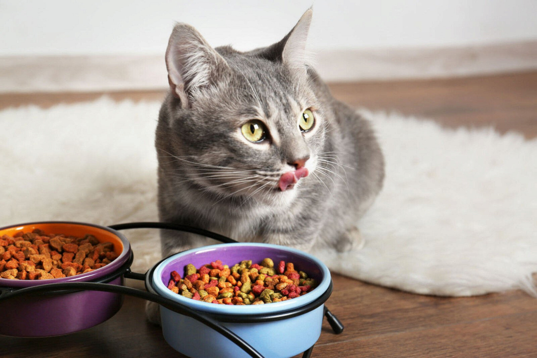 Quali sono le migliori proteine digeribili per i gatti