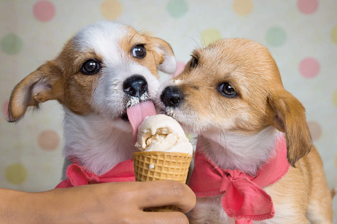 I cani possono mangiare il gelato? Guida completa ad un goloso sfizio in sicurezza