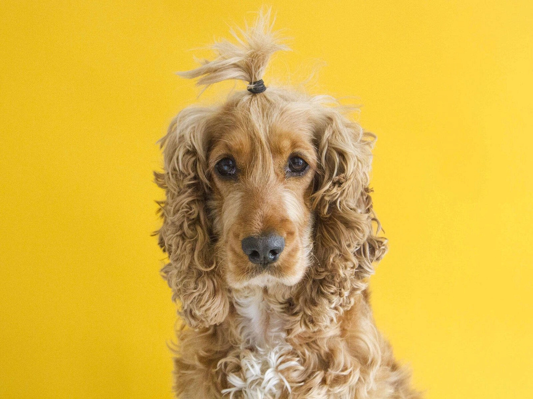 Rimedi casalinghi contro la perdita di pelo nei cani (La guida completa)