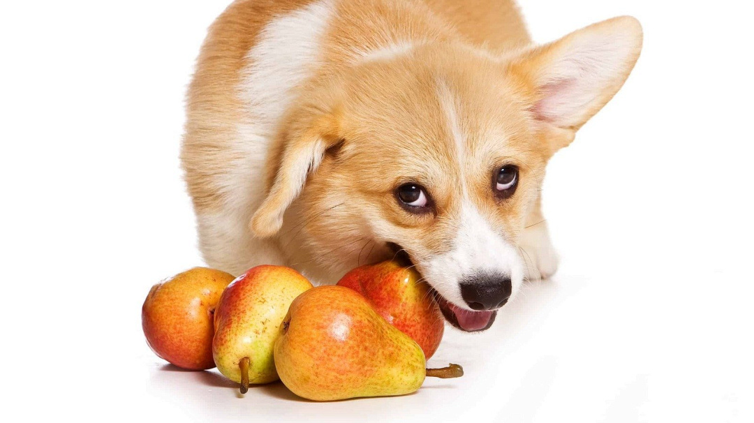 I cani possono mangiare le pere?