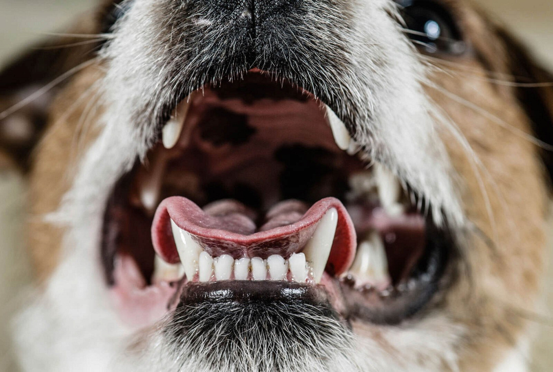Quanti denti hanno i cani (adulti e cuccioli)?