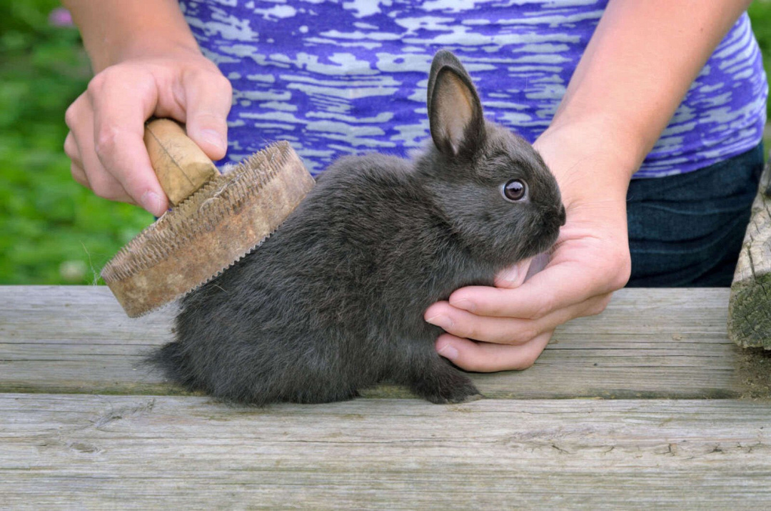 La toelettatura del coniglio: segreti e gli strumenti per averlo bello