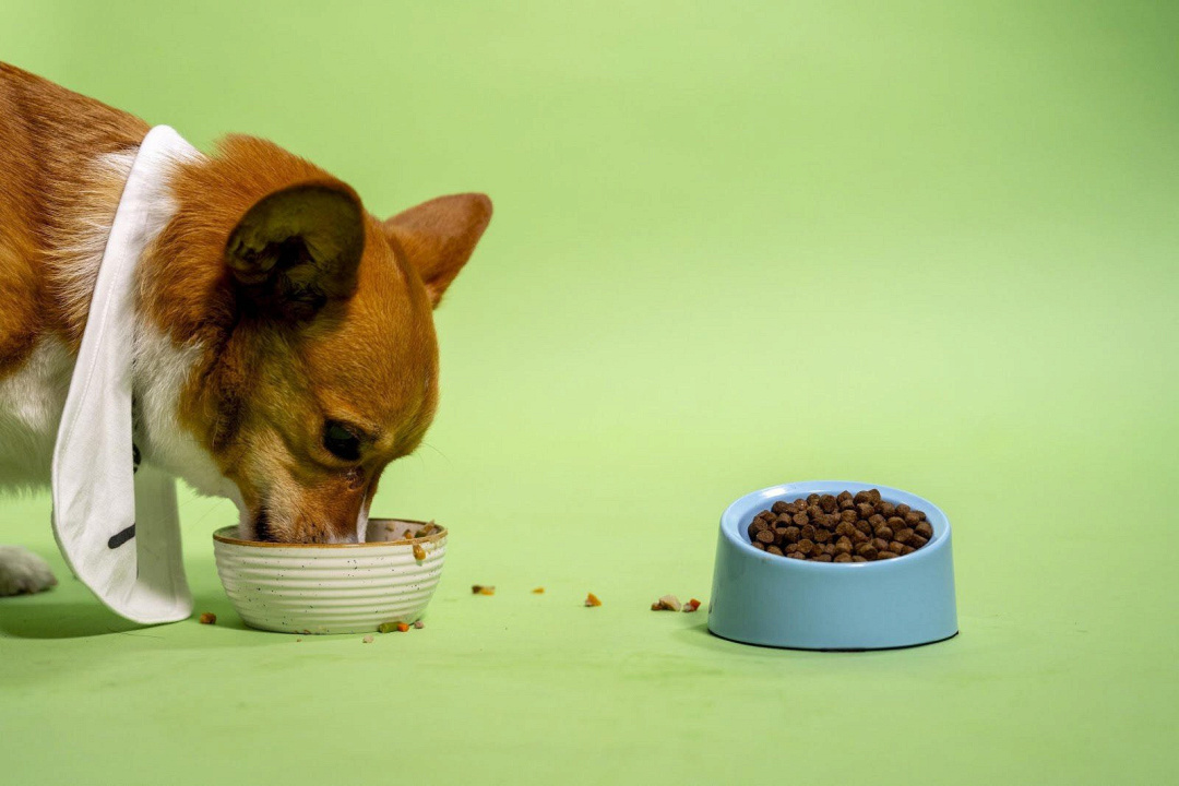 L'epilessia nel cane è causata dal cibo?