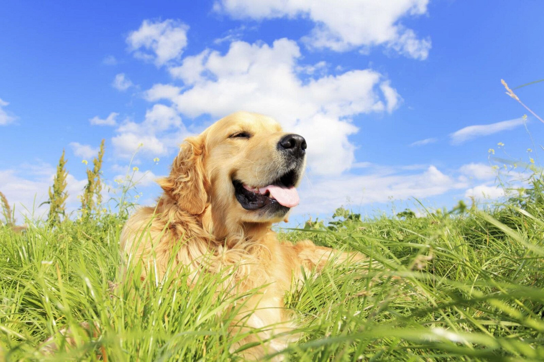 Come evitare i colpi di calore nei cani