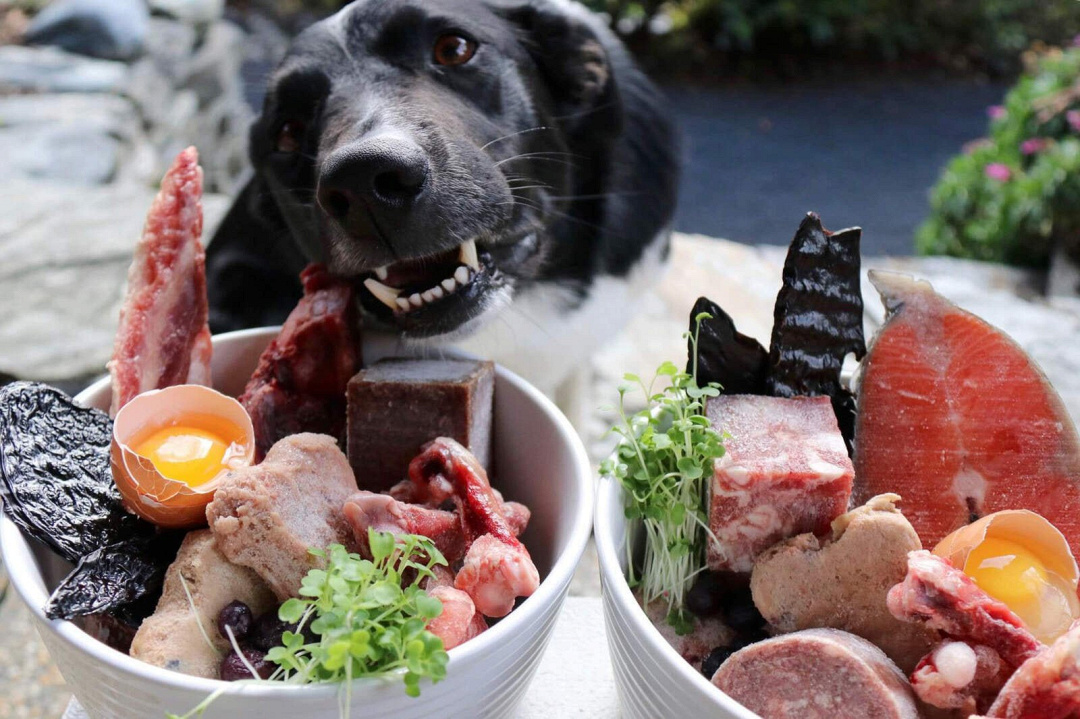 La carenza di proteine ​​nel cane può creare problemi di salute?