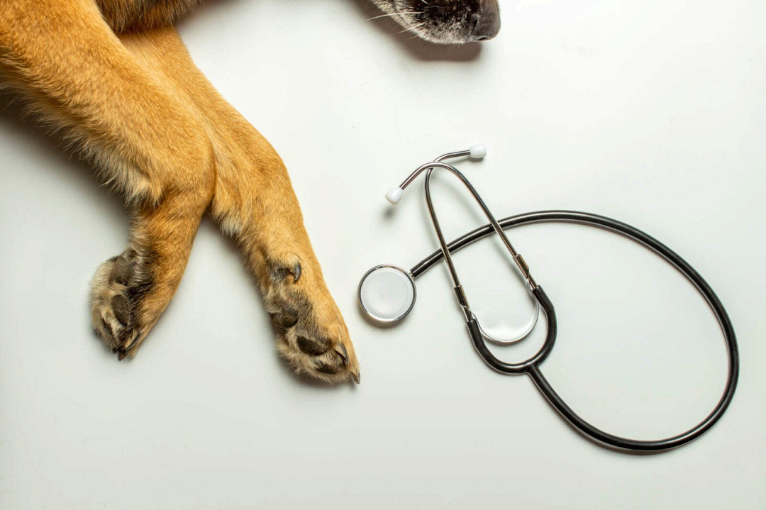 Calcoli renali nei cani: come riconoscere i segni e trattarli velocemente