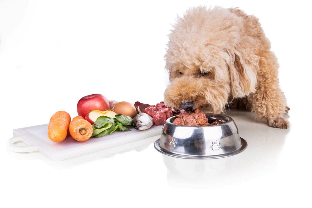 10 alimenti che prevengono le malattie nei cani