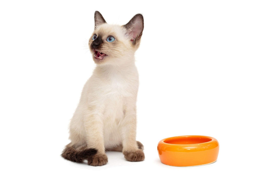 Come pulire (e disinfettare) la ciotola per il cibo del gatto