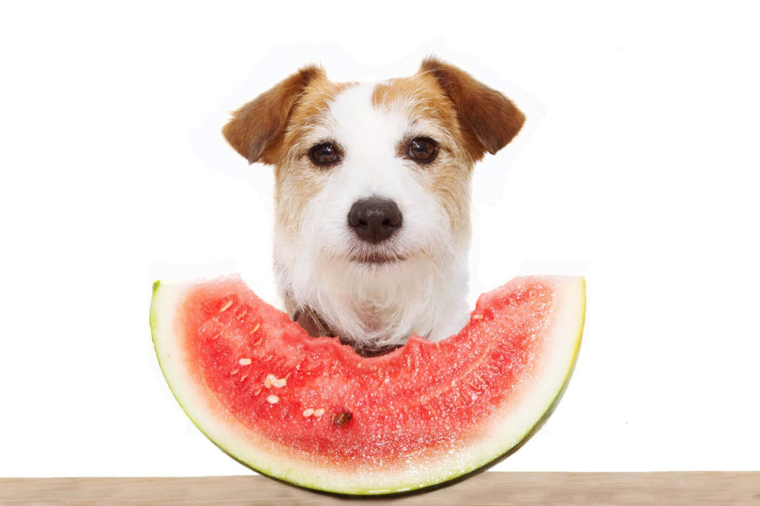 I cani possono mangiare l'anguria? Benefici, precauzioni e consigli del veterinario