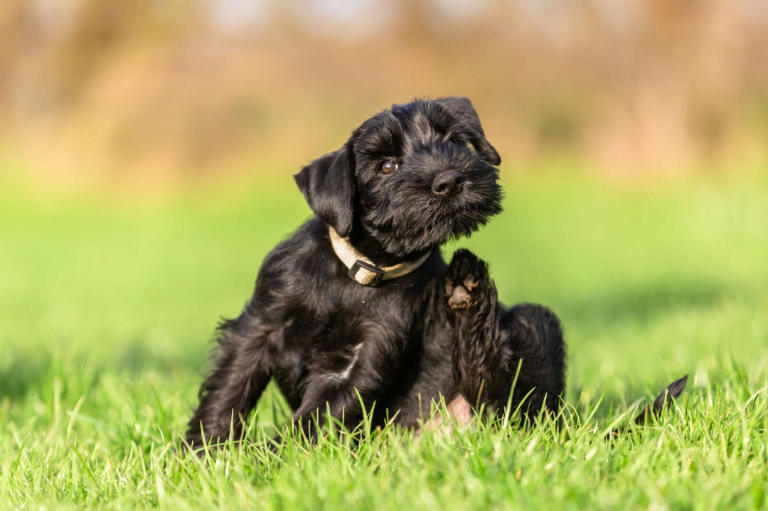 La quercetina per cani: un antistaminico naturale per trattare le allergie