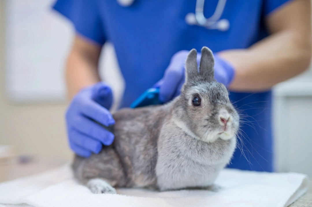 Cause di morte improvvisa nel coniglio sano