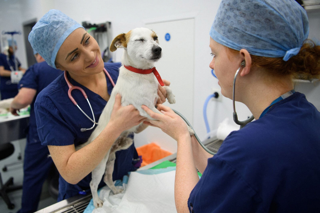 La sterilizzazione influisce sull'aggressività del cane?