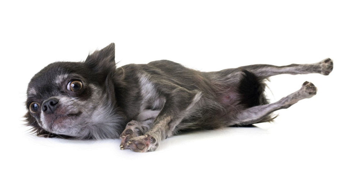 Chihuahua: longevità e 6 consigli per allungare la vita del vostro cane