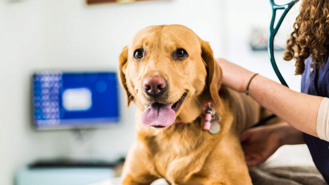 7 segnali che indicano la presenza di problemi al fegato nel cane (e come intervenire)