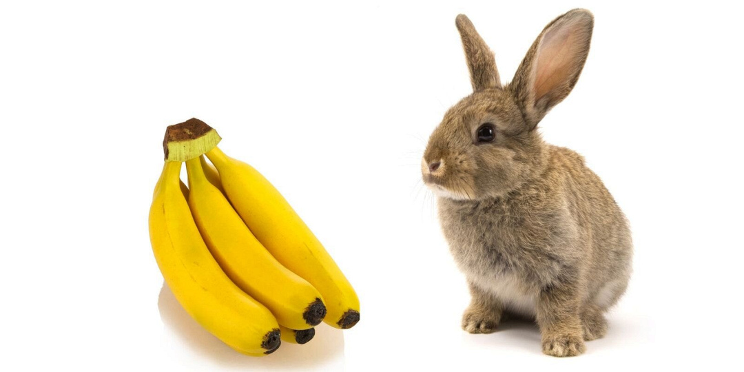I conigli possono mangiare le banane? Sì, ma con moderazione!