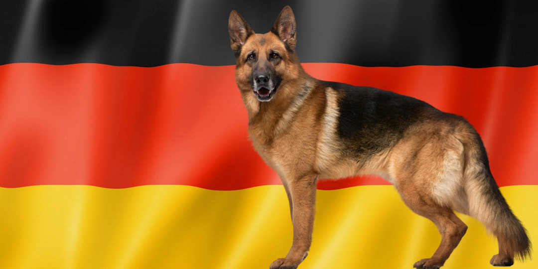 31 razze canine di origine tedesca: guida completa ai cani tedeschi