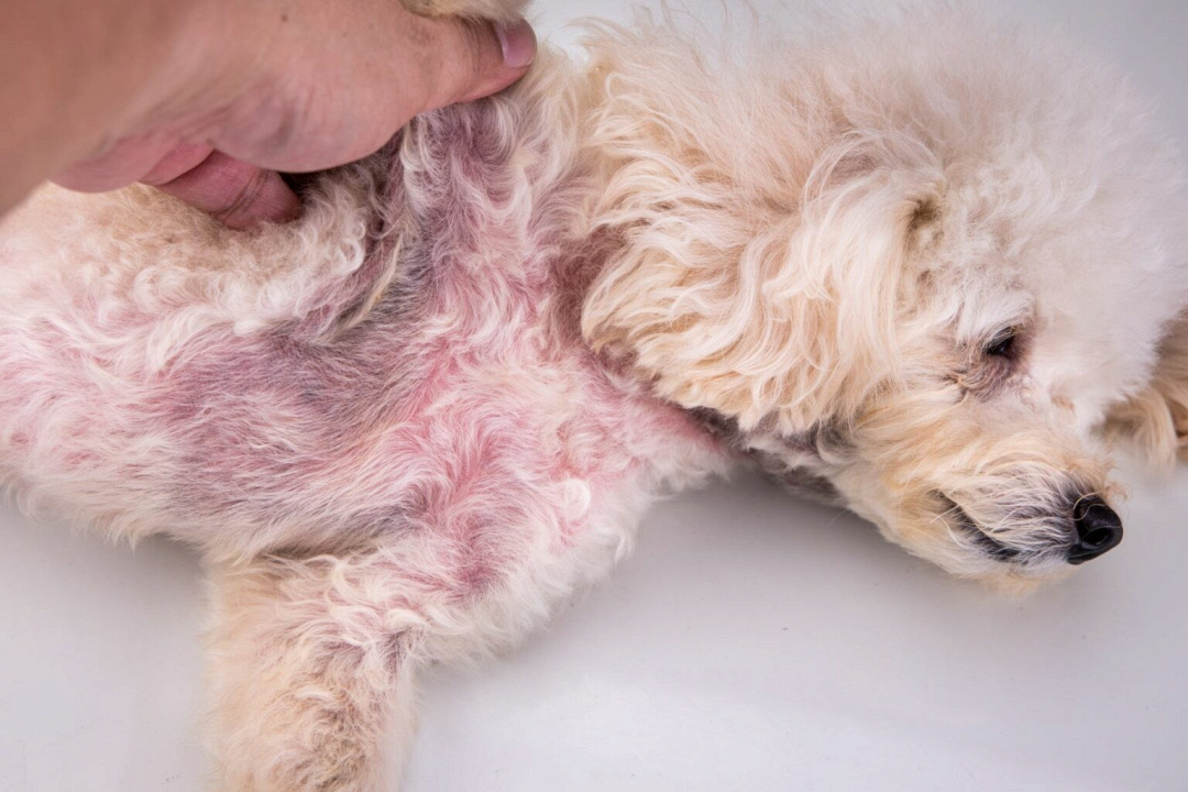 Infezioni fungine nei cani: trattamenti naturali (approvati dal veterinario)