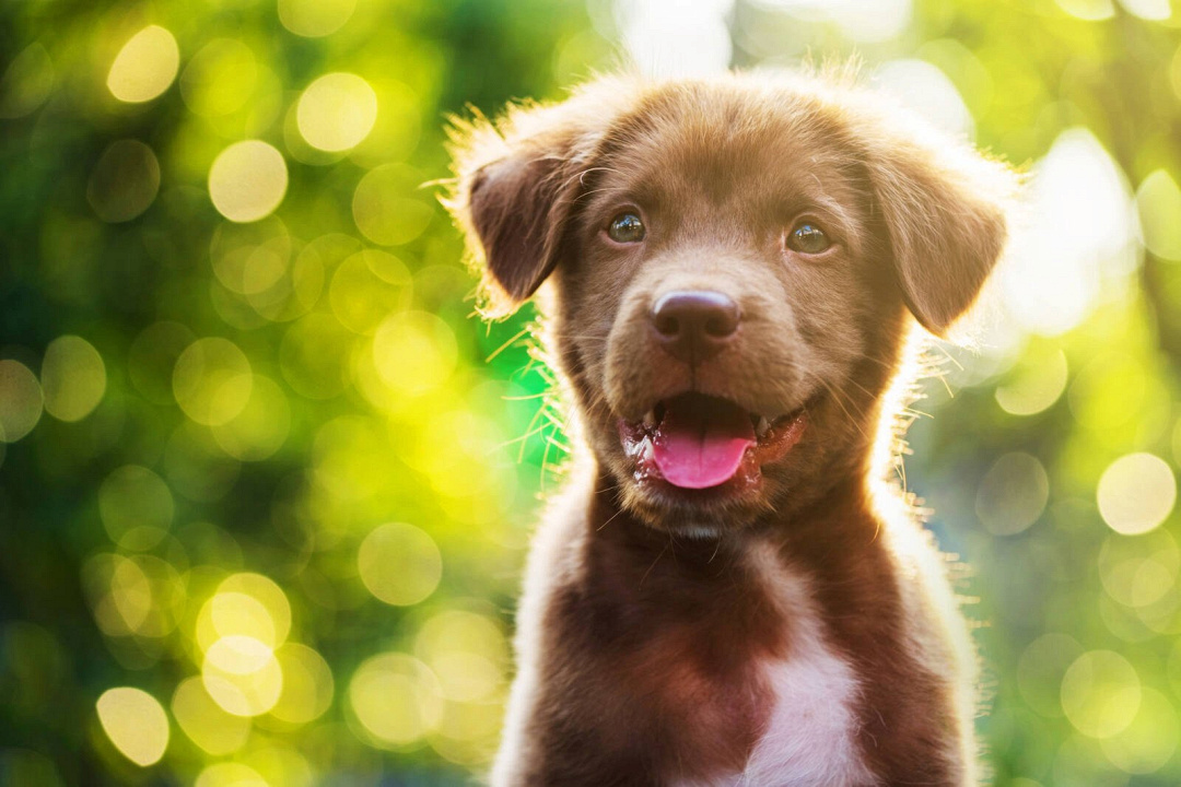 Vitamina A per cani: tutti i benefici per la salute del tuo amico a quattro zampe