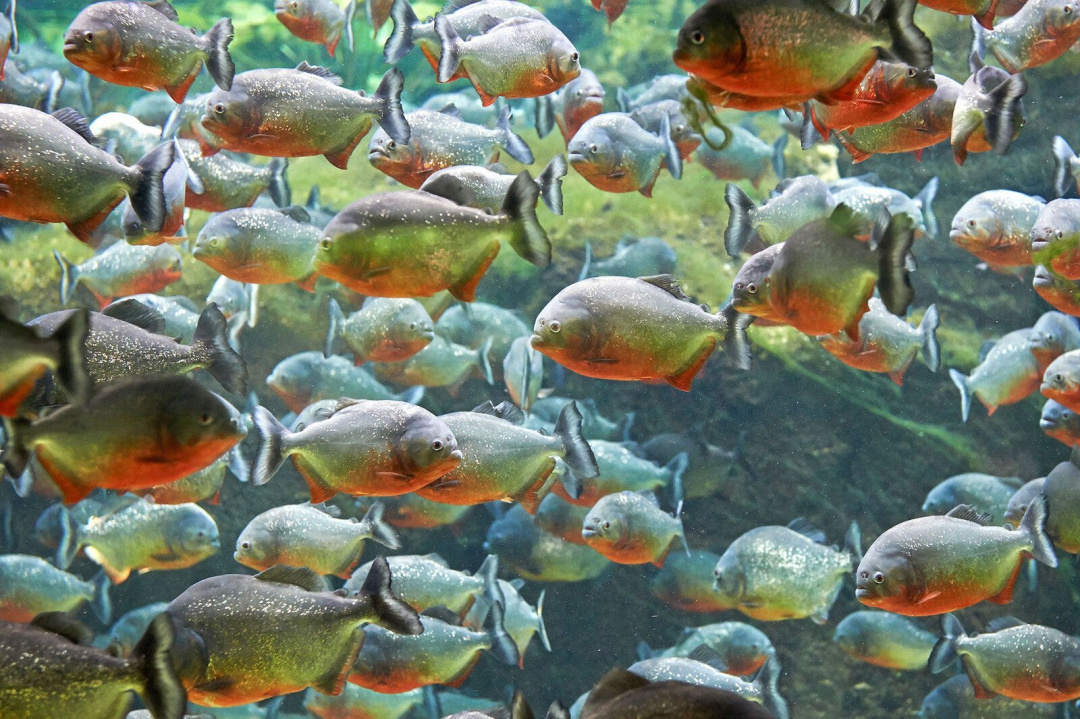 La riproduzione dei piranha in acquario