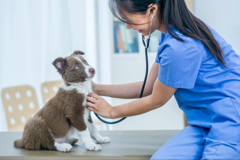 Collaborare con il veterinario per il benessere dei nostri cani: consigli e strategie