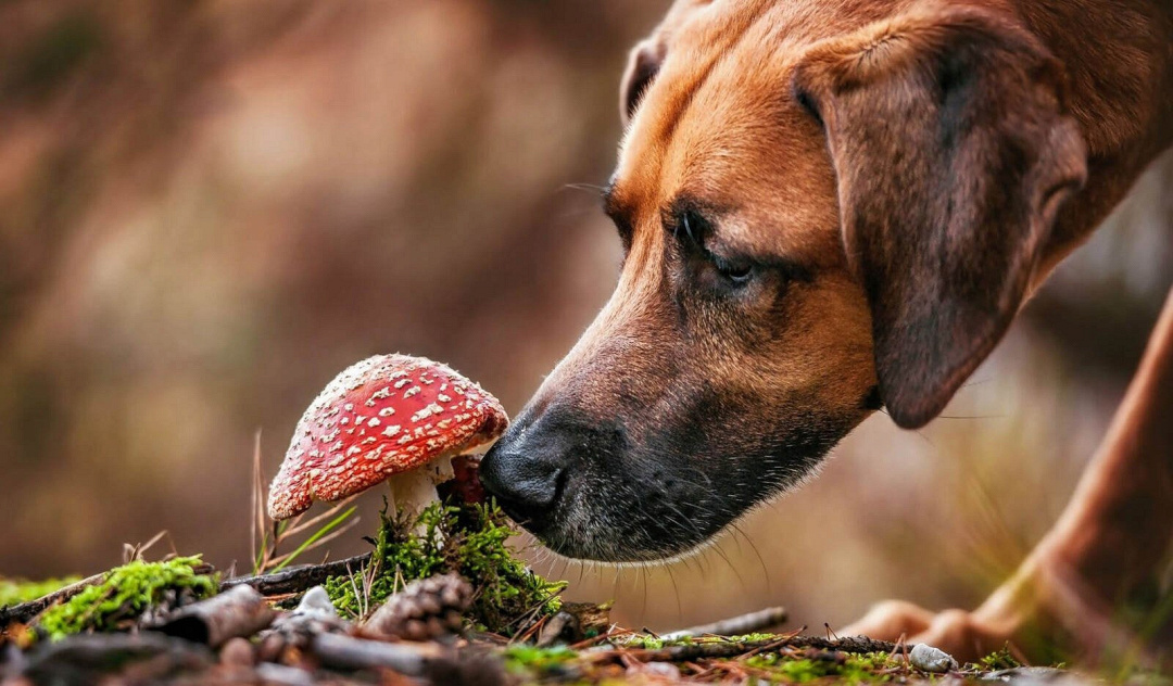 I cani possono mangiare i funghi? Guida completa