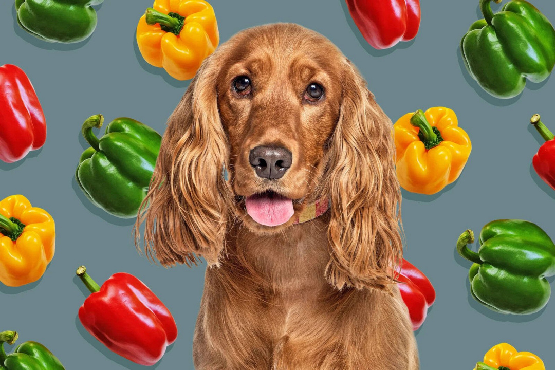 Peperoni per cani: guida completa su varietà, quantità e benefici