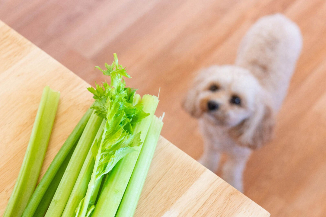 I cani possono mangiare il sedano? Guida completa su proprietà, benefici e rischi
