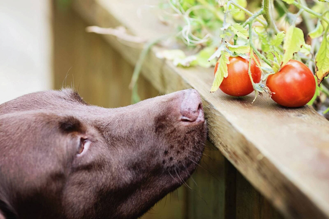 I cani possono mangiare i pomodori? Tutto quello che c'è da sapere