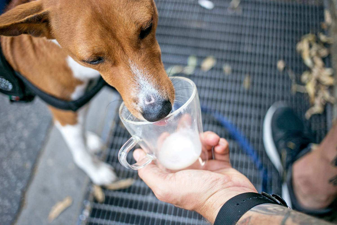 I cani possono bere il latte? Guida completa su cuccioli, adulti e anziani