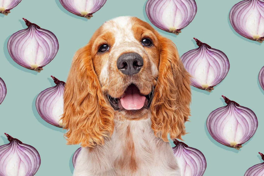 La cipolla è velenosa per i cani? Ecco i rischi, i sintomi e come intervenire in caso di ingestione