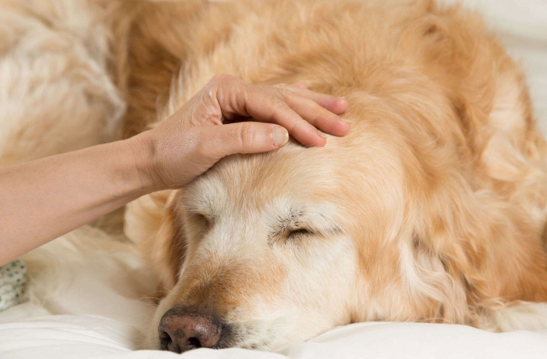 I migliori rimedi naturali per abbassare la febbre nei cani