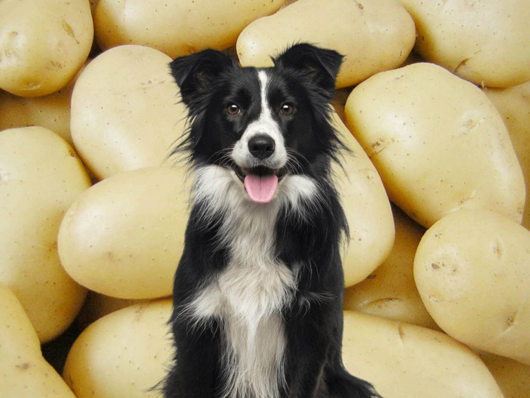 I cani possono mangiare le patate? Benefici, rischi e consigli