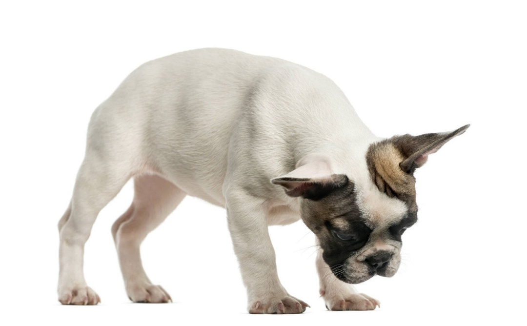 Il vomito nei cani: cause e rimedi casalinghi naturali