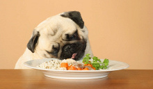 Miglior cibo per cani con stomaci sensibili: La dieta definitiva per disturbi allo stomaco