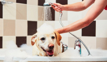 Il miglior shampoo per cani