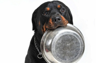 Il miglior cibo per un Rottweiler: la classifica e (tanti) consigli utili
