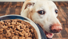 Il miglior cibo per un Labrador: classifica e consigli utili per l'acquisto