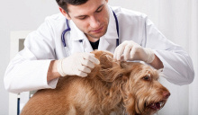 La guida veterinaria per scegliere il miglior collare antipulci per il proprio cane