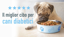 Miglior cibo per cani diabetici: classifica e recensioni