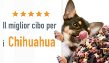 Le migliori crocchette per i Chihuahua: classifica e consigli utili